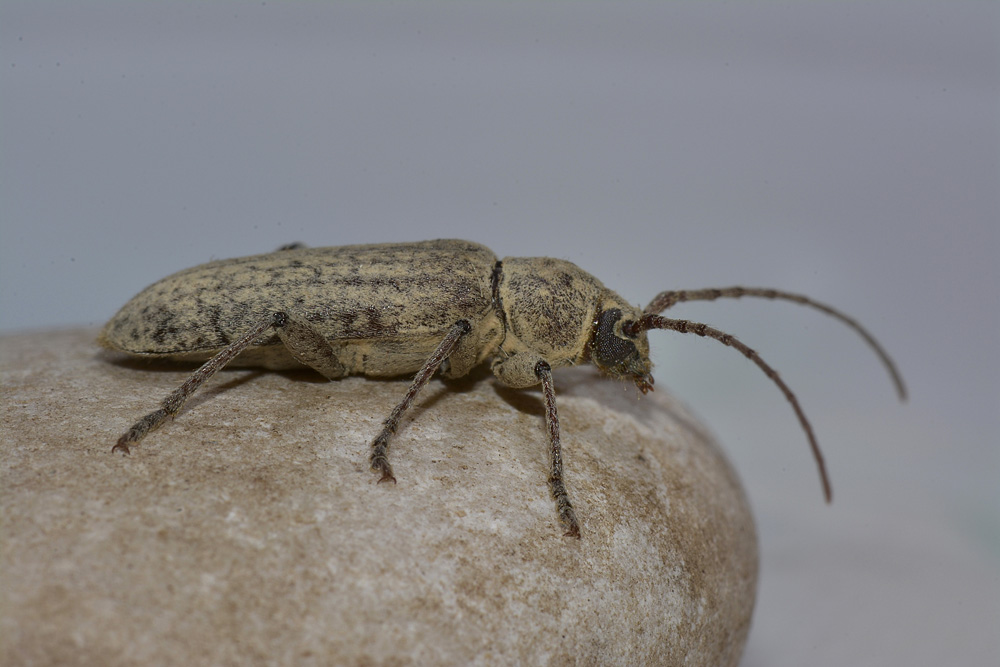 Trichoferus holosericeus?